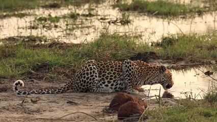 Wall Mural - Wide shot of a leopard drinking in the golden light, Khwai Botswana.