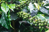 Fototapeta Kosmos - Green coffee beans growing on the tree