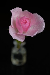 Wall Mural - The rose stands in a glass bottle on a shiny black surface.