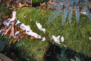Landscape of Yakushima ,Japanese natural heritage site