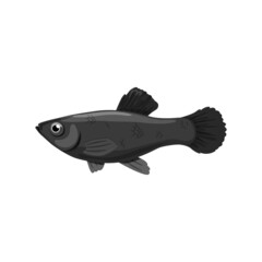 Wall Mural - Black molly freshwater fish isolated on white backhround. Realistic style