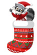 Cartoon raccoon in Christmas stocking in cartoon style