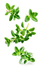 Poster - Thyme isolated. Thyme herb on white background. Fresh thyme plant collection is flying.