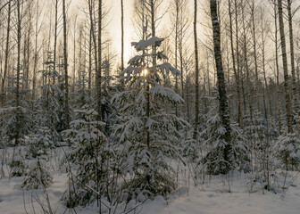 Wall Mural - traditional winter landscape with snowy trees