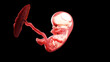 3d rendered illustration of a human fetus - week 10