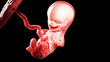 3d rendered illustration of a human fetus - week 11