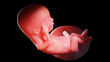 3d rendered illustration of a human fetus - week 13