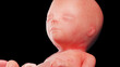 3d rendered illustration of a human fetus - week 16