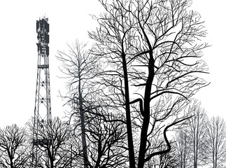 Wall Mural - electric tower in bare forest on white