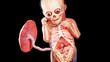 3d rendered illustration of a human fetus - week 33