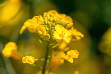 Fotomurales - Blooming yellow rapeseed (Brassica Napus) flower in field