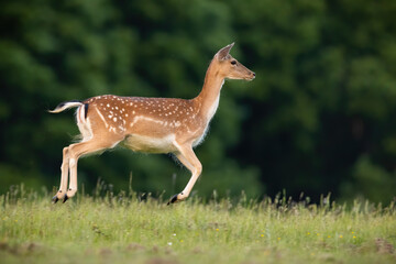 Wall Mural - fallow deer, dama dama, running on grassland in summer from side. spotted female mammal jumping on g