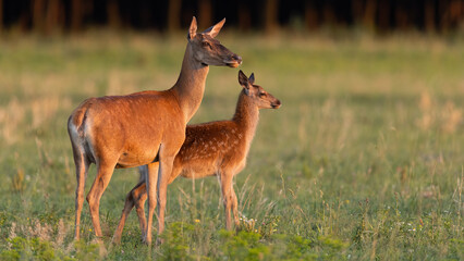 Wall Mural - Family of red deer, cervus elaphus, standing on field in summer sunset. Hind with cub looking on grassland in evening sun. Mammal mother protecting baby animal on pasture.