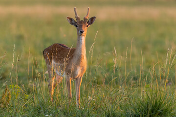 Wall Mural - juvenile fallow deer, dama dama, standing on grassland in sunset. young stag looking to the camera o