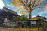 Fototapeta  - 滋賀県米原市醒ヶ井にある了徳寺の御葉附銀杏の樹と風景