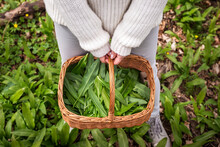 Woman Is Gathering Wild Garlic And Holding Basket In Woodland. Harvesting Fresh Herbs In Forest