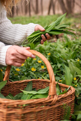 Woman picking Wild Garlic (allium ursinum) in forest. Harvesting Ramson leaves herb into wicker basket