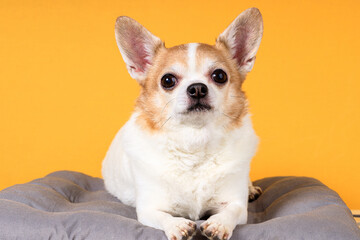 Poster - Chihuahua dog lies on a pillow on a yellow background