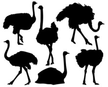 Set Of Silhouettes Of Ostrich In Black.