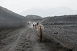 Reiter und Islandpferde am Landmannaleið auf dem Weg zum Landmannalaugar nahe dem Vulkan Hekla im Südwesten Island