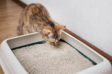 Domestic Cat Sniffs Bulk Litter In A Plastic Box.