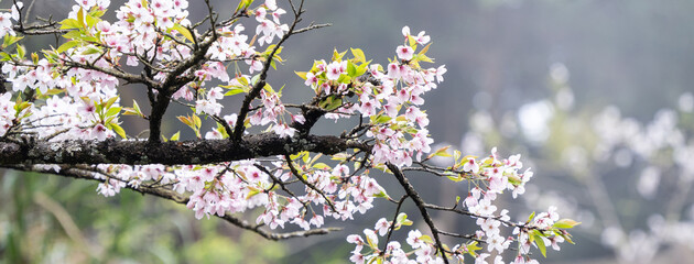 Wall Mural - Beautiful Yoshino Sakura Cherry Blossom is blooming with sprout in Alishan National Forest Recreation Area in Taiwan.