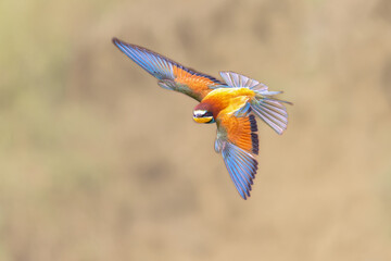 Poster - Bee Eater flying on blurred background