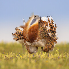 Wall Mural - Great Bustard Display in Grassland