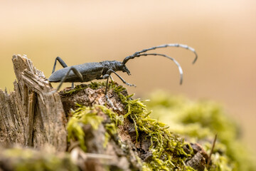 Great capricorn beetle on dead wood