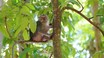 portrait of cute monkey on branch looking at camera. cute baby ape eating fruits hanging in liana in