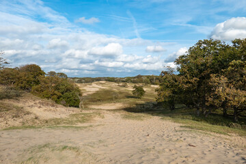 Wall Mural - View from a dune top over the vast dune area of ​​the Amsterdam Waterleidingduinen