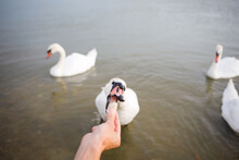 Feeding Birds Swans On Lake In Their Natural Habitat. Wildlife.