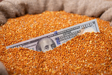 Poster - Dollar banknote sinking in millet grain in a linen bag. Concept of business of growing millet, agribusiness