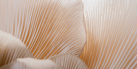 macro sajor-caju mushroom plants. using idea design texture pattern concept natural or wallpaper, be