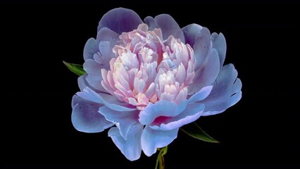 Wall Mural - Timelapse of spectacular beautiful blue peony flower blooming on black background. Mothers Day concept. Holiday, love, birthday design backdrop