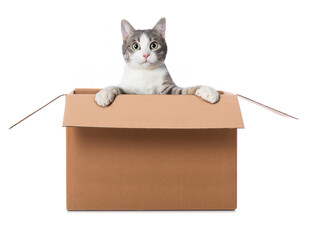 Wall Mural - Kitten looks out of a box isolated on white