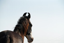 Portrait Of Indian Horse Breed