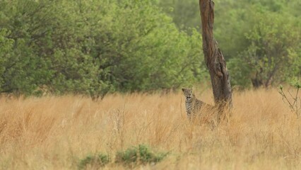 Wall Mural - Extreme wide shot of a leopard sitting underneath a tree in the dry grass, Khwai Botswana. 