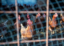A Flock Of Cull Hens Is Pent Up To Protect Them From Avian Influenza. The Bars Of Their Cage Are Out Of Focus In The Foreground Of The Image. A Single Hen Is In Focus In Front Of The Flock.