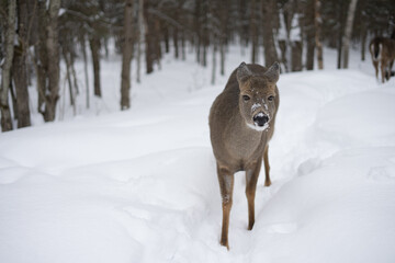 Wall Mural - A cute deer with snowy face standing on snow with trees in the background