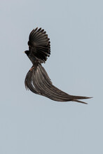 Euplecte à Longue Queue,
Euplectes Progne, Long Tailed Widowbird, Afrique Du Sud