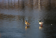 A Pair Of Ducks Walking On The Ice Of A Lake In Spring On A Sunny Day