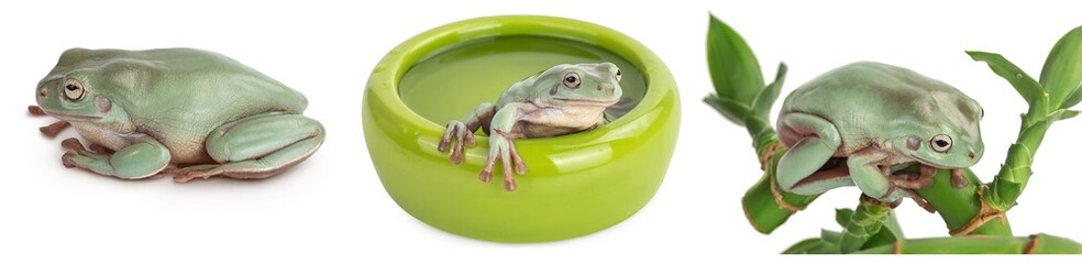 The Australian green tree frog isolated on white background with full depth of field, Set or collection