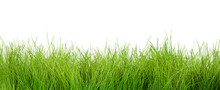 Grass On White Isolated Background