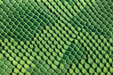 Wall Mural - Beautiful green bright python skin, reptile skin texture, multicolored close-up as a background.