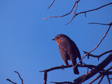 Fototapeta Zwierzęta - ptak zwierzę natura fauna dzika przyroda