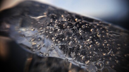 Wall Mural - water drops on a leaf