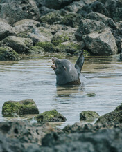 Adult Male Galápagos Sea Lion In Small Lagoon 