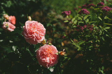 Wall Mural - Salmon colored english rose on dark foliage background with copy space