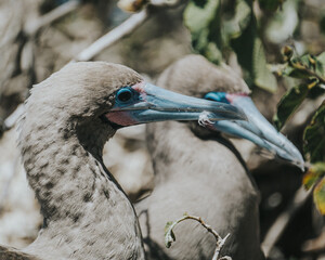 Red Footed Boobies, Punta Pitt, Galapagos 